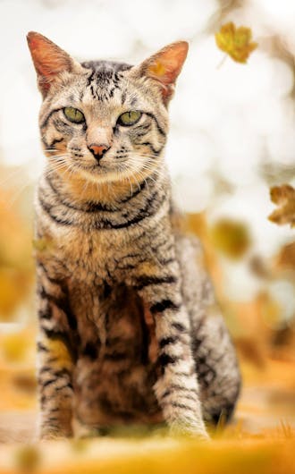 Feline Wellness Plans_s2-1