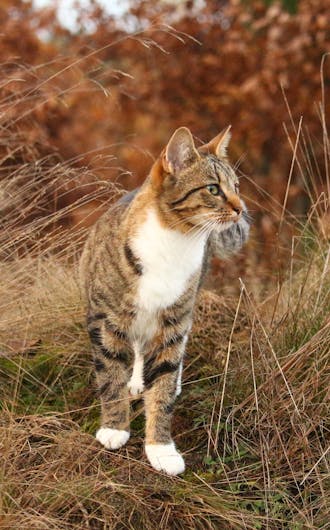 Feline Wellness Plans_s2-2