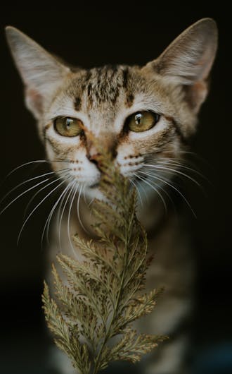 Feline Wellness Plans_s3-1