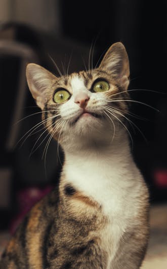 Feline Wellness Plans_s3-2