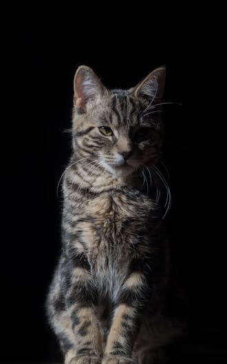 Feline Wellness Plans_s4-1