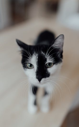 Feline Wellness Plans_s6-1