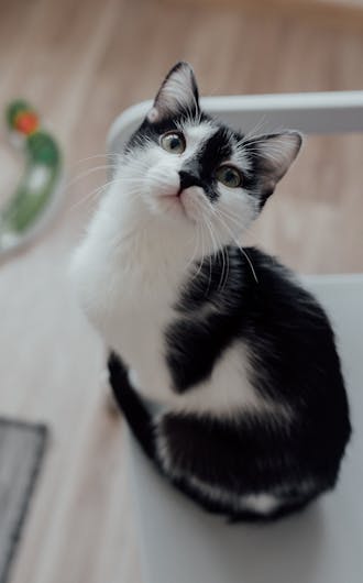 Feline Wellness Plans_s6-2