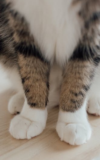 Feline Wellness Plans_s7-1