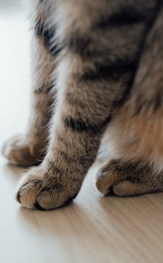 Feline Wellness Plans_s7-2.jpg