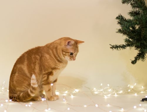 Holiday Dangers