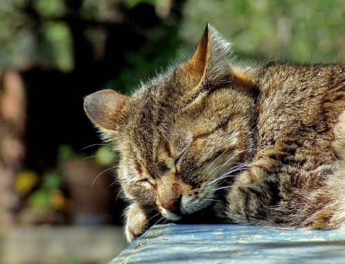 Pain in Pets