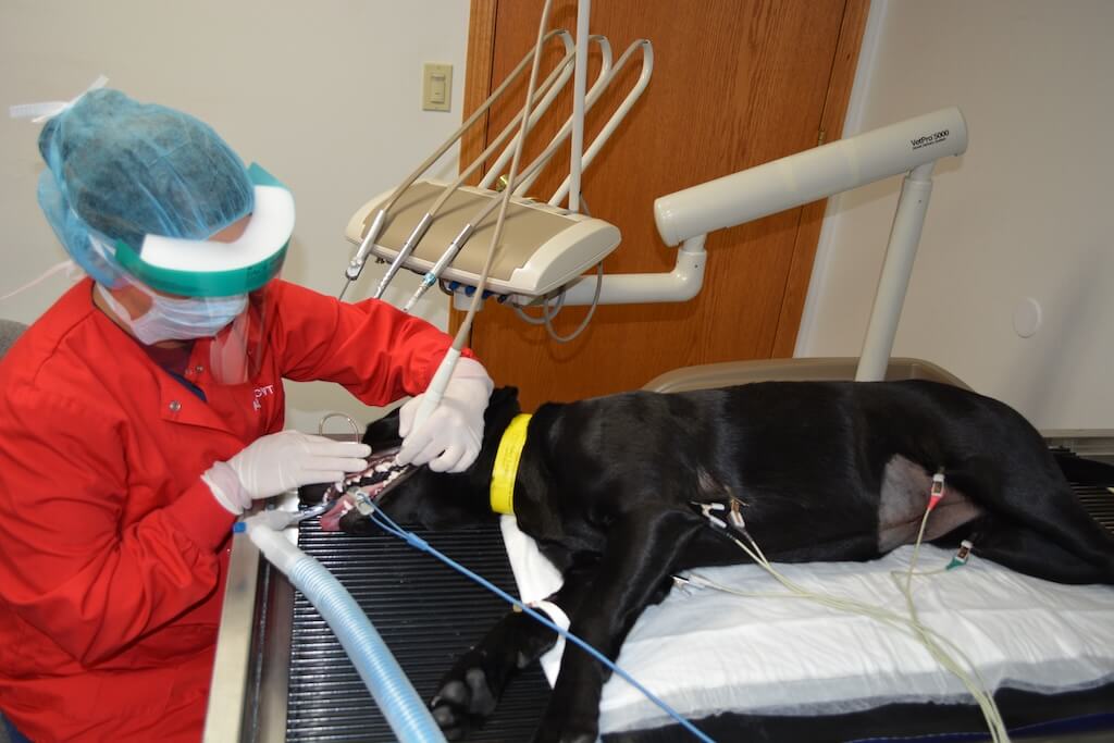 dental