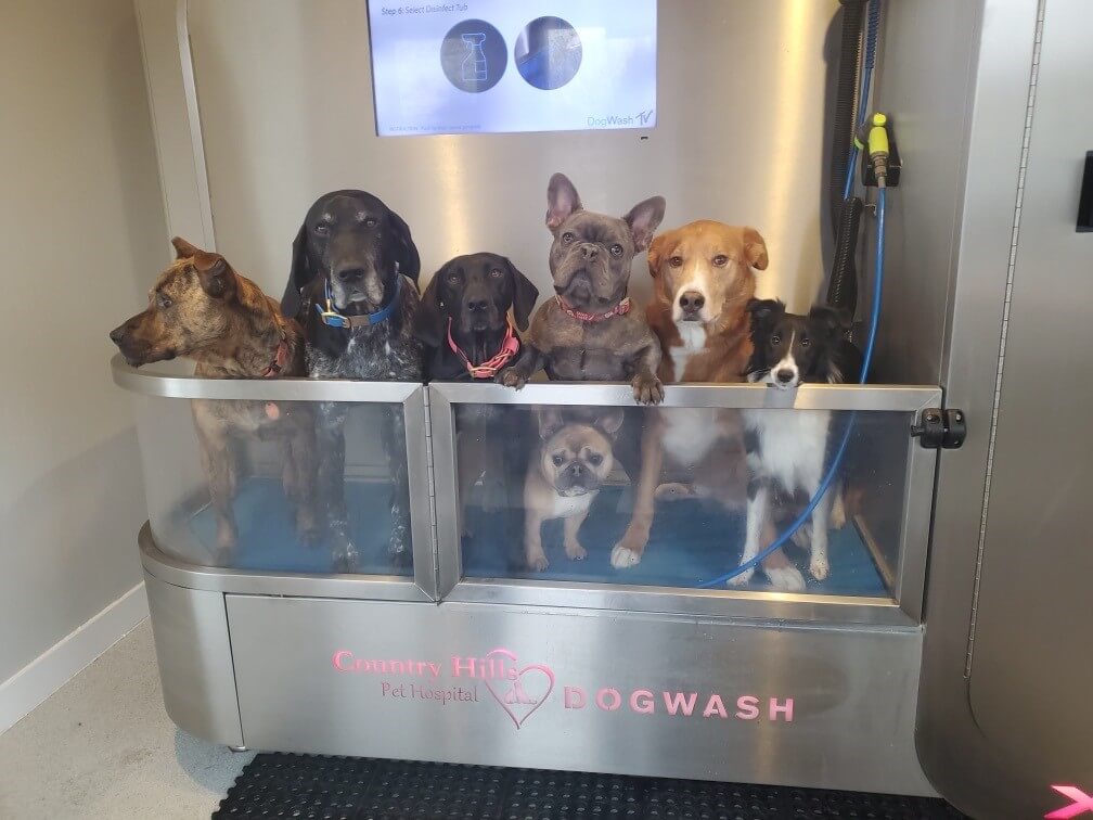 dog_wash
