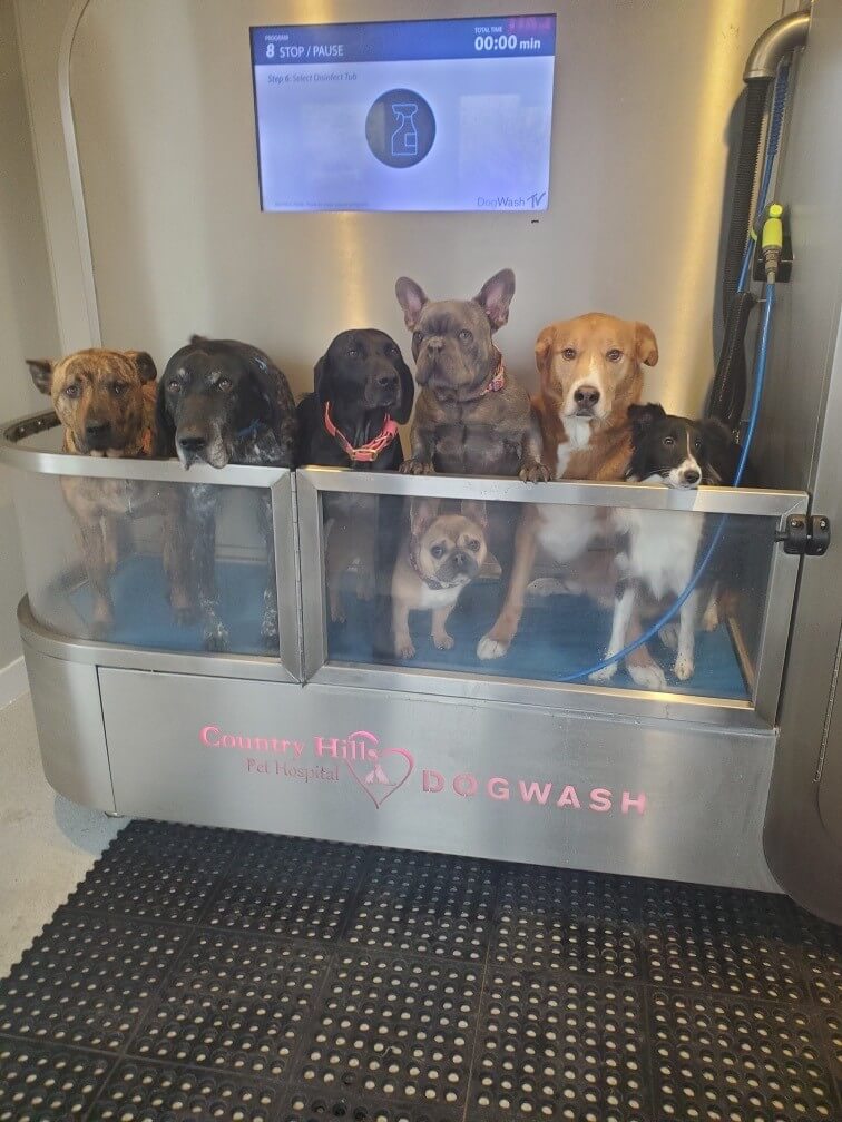 dog_wash