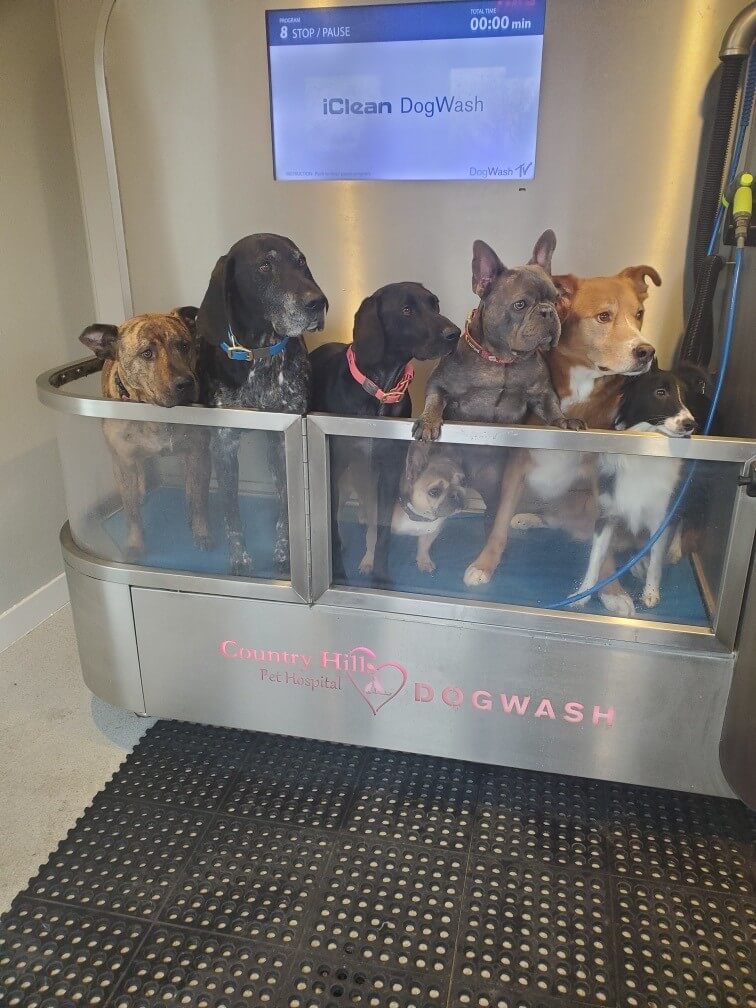 dog_wash