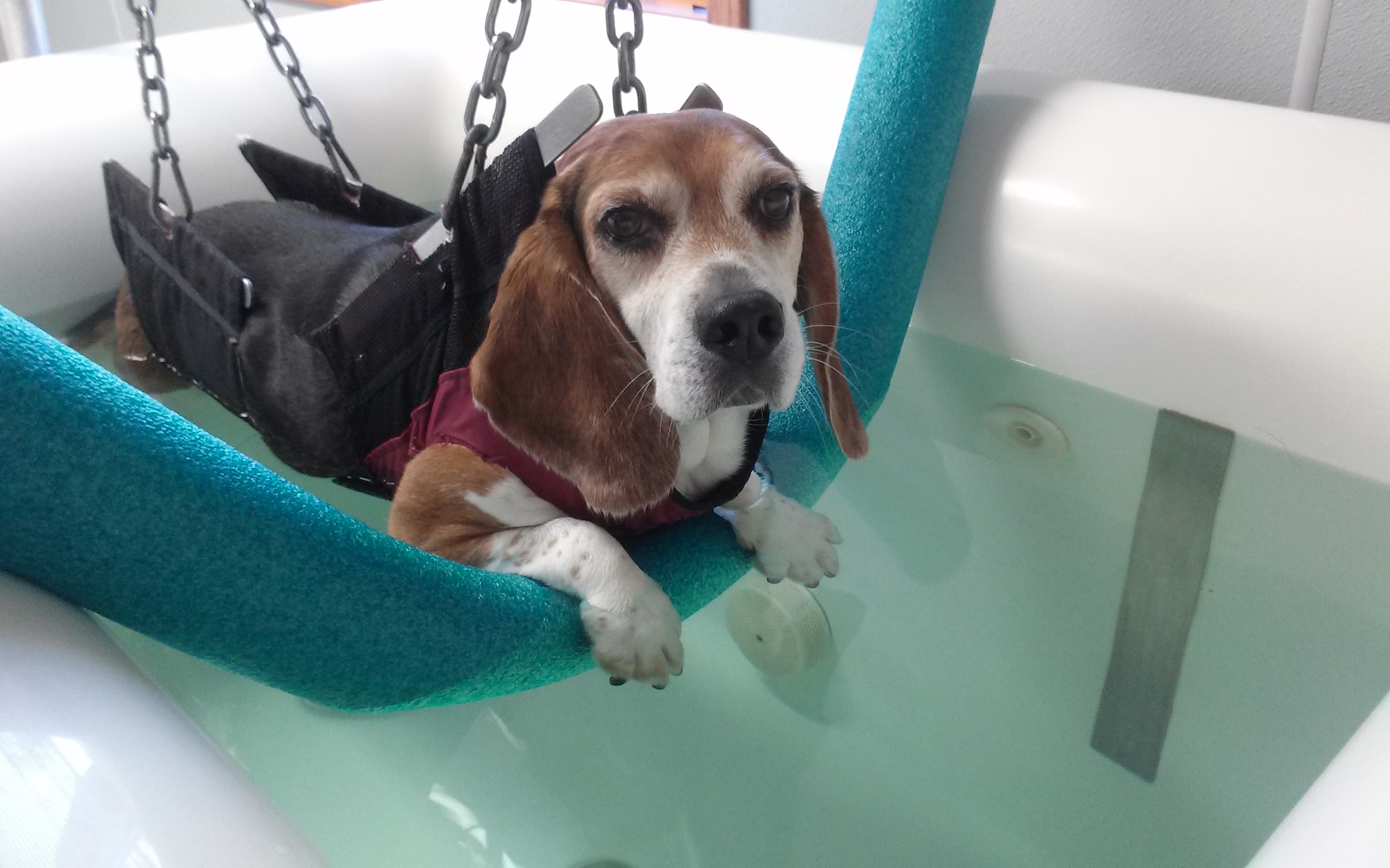 Beagle in Whirlpool