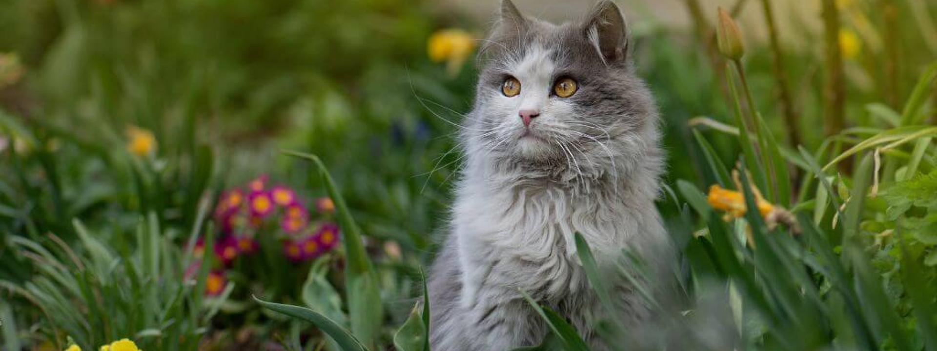 Cat outside in flowers, which could cause allergies in cats