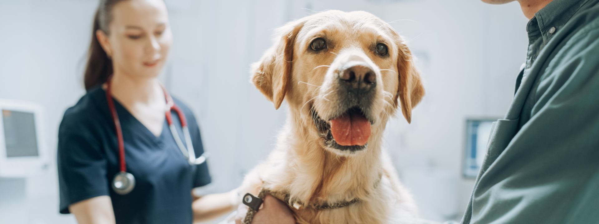 canine wellness