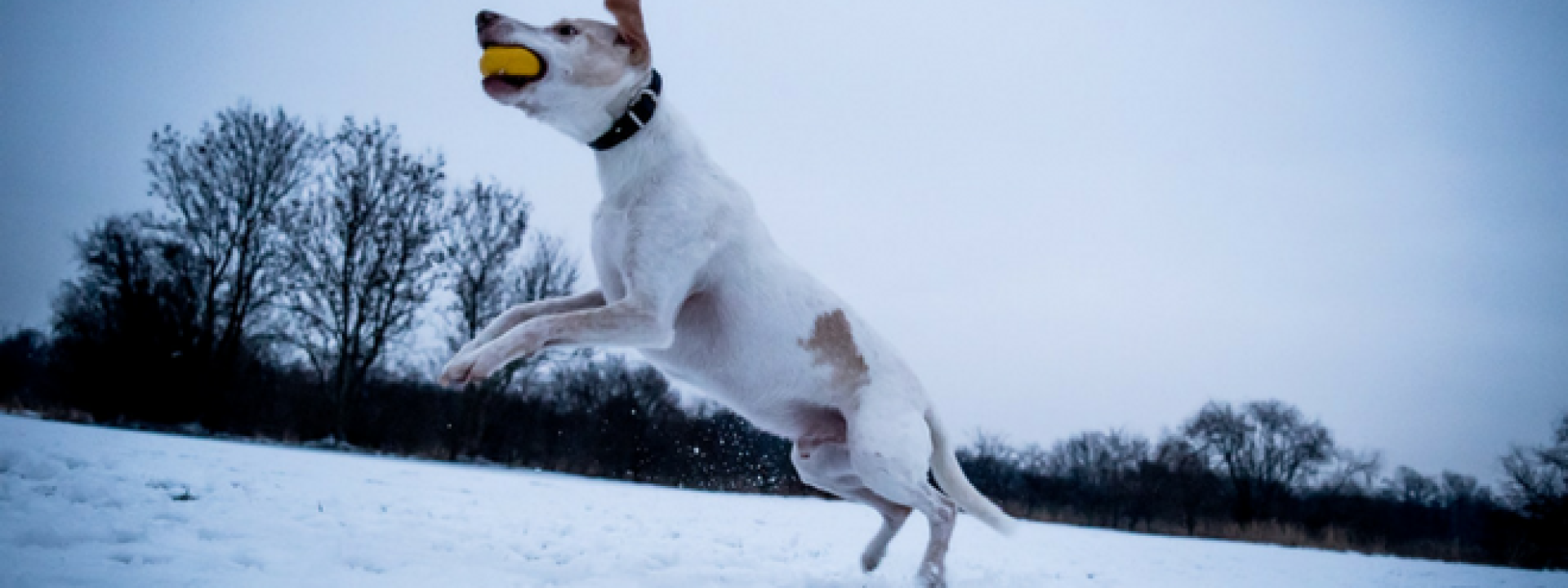 Cold laser therapy for dogs with torn acl best sale