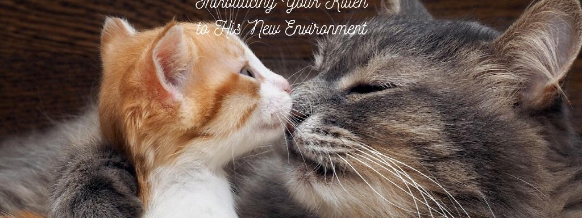 introducing cat to new environment