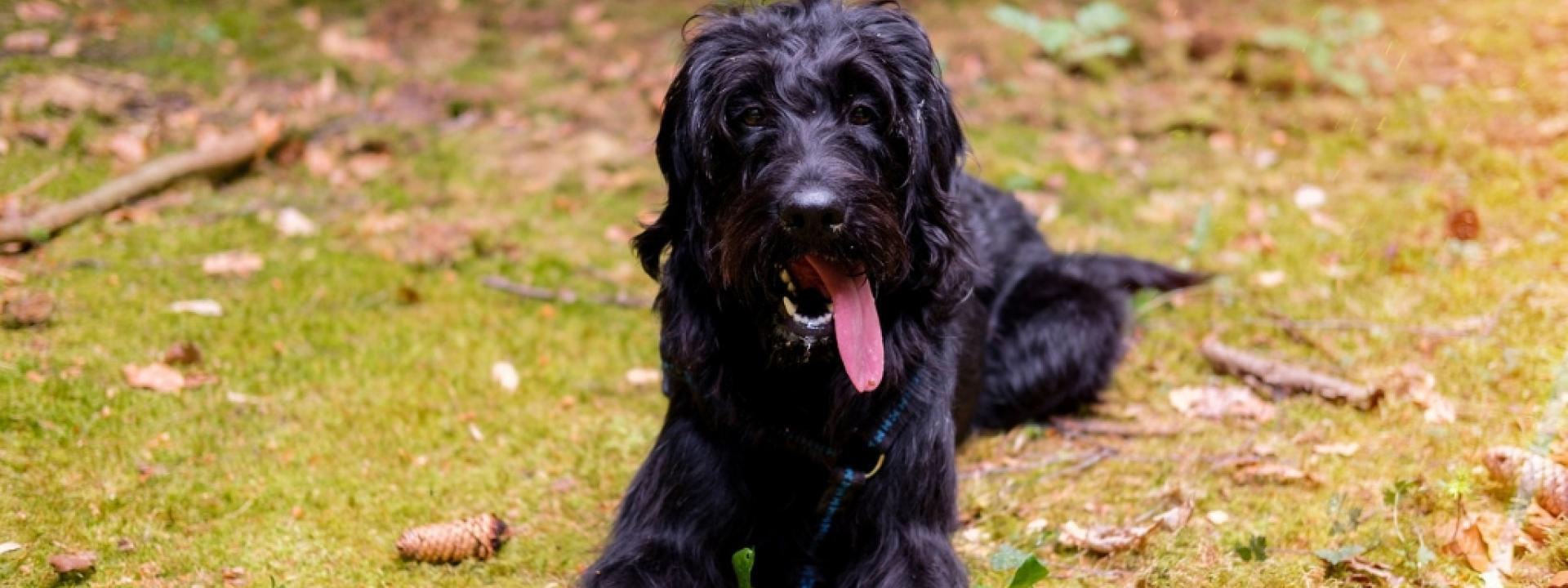 Photo of dog panting