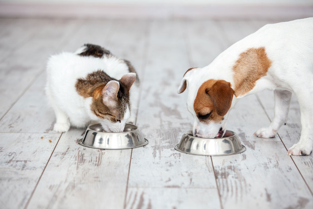 Dog and cat eats food from bowl